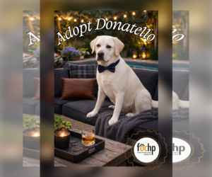 Labrador Retriever Dogs for adoption in Menifee, CA, USA