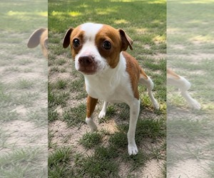 Mutt Dogs for adoption in Thomasville, NC, USA