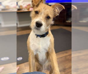 Poodle (Toy)-Unknown Mix Dogs for adoption in Bellevue, WA, USA