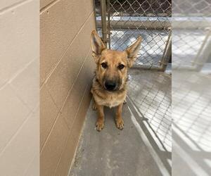 German Shepherd Dog Dogs for adoption in Ojai, CA, USA
