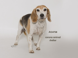 Beagle Dogs for adoption in Corona, CA, USA