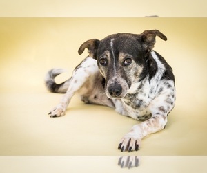 Jack-A-Bee Dogs for adoption in Newport Beach, CA, USA