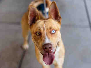 Medium Photo #1 German Shepherd Dog-Siberian Husky Mix Puppy For Sale in Martinez, CA, USA