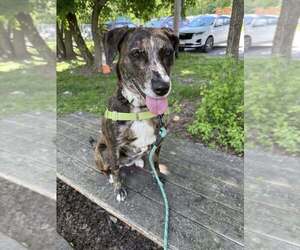 Catahoula Leopard Dog-Unknown Mix Dogs for adoption in Elmsford, NY, USA