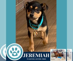 Mutt Dogs for adoption in Kimberton, PA, USA