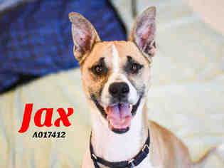 Anatolian Shepherd-Labrador Retriever Mix Dogs for adoption in Center Township, PA, USA