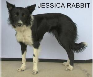 Border Collie Dogs for adoption in Longview, TX, USA