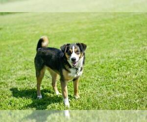 Australian Shepherd Dogs for adoption in Camden, TN, USA