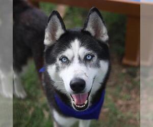 Siberian Husky-Unknown Mix Dogs for adoption in San Antonio, TX, USA