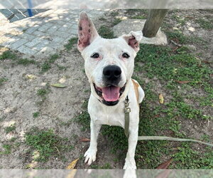 American Pit Bull Terrier Dogs for adoption in Ocala, FL, USA