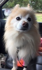 Pomeranian Dogs for adoption in Boonton, NJ, USA
