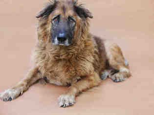 Chow Chow Dogs for adoption in Beverly Hills, CA, USA