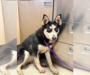 Siberian Husky Dogs for adoption in Riverside, CA, USA