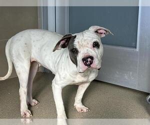 American Staffordshire Terrier-Unknown Mix Dogs for adoption in Grand Prairie, TX, USA