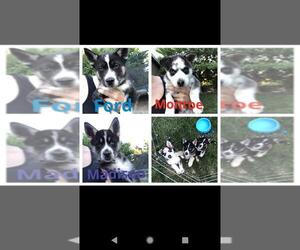 Medium Photo #1 Siberian Husky-Unknown Mix Puppy For Sale in Livermore, CA, USA