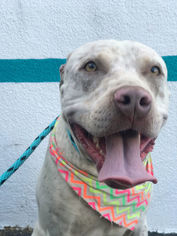 Bull Terrier Dogs for adoption in West Hollywood, CA, USA