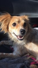 Papillon-Unknown Mix Dogs for adoption in Phoenix, AZ, USA