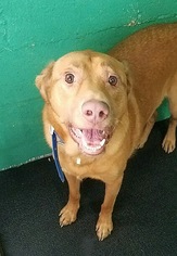 Golden Labrador Dogs for adoption in Rockaway, NJ, USA