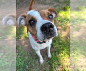 Jack Russell Terrier-Unknown Mix Dogs for adoption in Pacolet, SC, USA