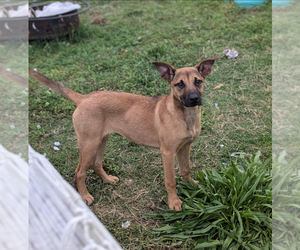 Mutt Dogs for adoption in Boston, MA, USA