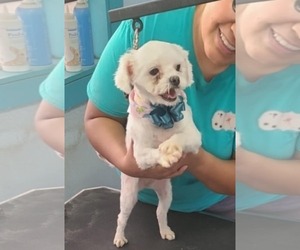 Shih Tzu-Unknown Mix Dogs for adoption in Minneapolis, MN, USA