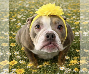 Bulldog-Unknown Mix Dogs for adoption in Las Vegas, NV, USA