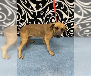 Labrador Retriever-Unknown Mix Dogs for adoption in Pearland, TX, USA