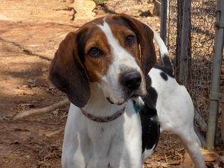 Treeing Walker Coonhound-Unknown Mix Dogs for adoption in York, SC, USA