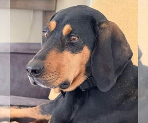 Coonhound-Unknown Mix Dogs for adoption in Stanhope, NJ, USA