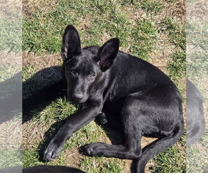 German Shepherd Dog-Unknown Mix Dogs for adoption in Cliffwood, NJ, USA