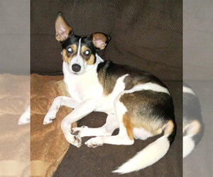 Rat Terrier Dogs for adoption in Modesto, CA, USA