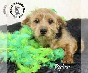 Mutt Dogs for adoption in Omaha, NE, USA
