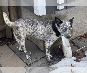 Medium Photo #2 Mutt Puppy For Sale in Garden City, NY, USA