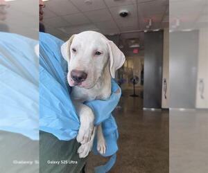 Great Dane-Unknown Mix Dogs for adoption in San Antonio, TX, USA