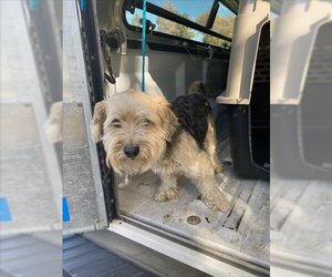 Skye Terrier Dogs for adoption in Fruit Heights, UT, USA