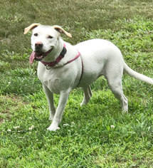 Labrador Retriever Dogs for adoption in Spring Lake, NJ, USA