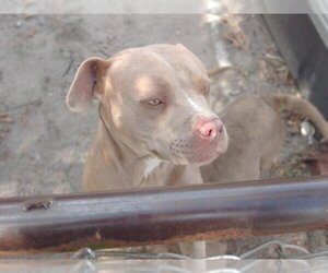 American Staffordshire Terrier Dogs for adoption in Fort Lauderdale, FL, USA