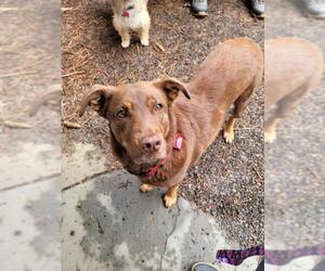 Borador Dogs for adoption in PORTLAND, OR, USA