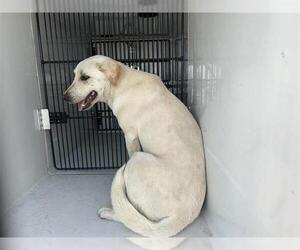 American Pit Bull Terrier-Unknown Mix Dogs for adoption in Houston, TX, USA