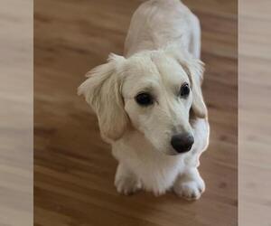 Dachshund Dogs for adoption in Los Angeles, CA, USA