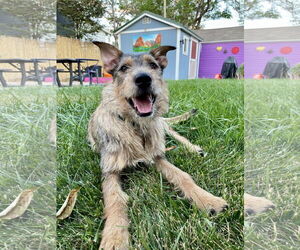 Mutt Dogs for adoption in Sandy, UT, USA