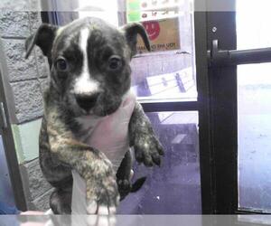 American Pit Bull Terrier-Unknown Mix Dogs for adoption in Tulsa, OK, USA