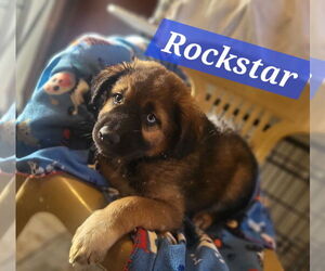 German Shepherd Dog-Huskies Mix Dogs for adoption in Iroquois, IL, USA
