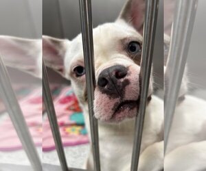 French Bulldog Dogs for adoption in Westminster, MD, USA