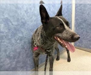 Mutt Dogs for adoption in Fort Collins, CO, USA