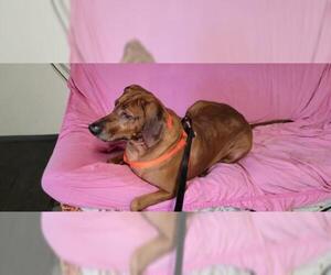 Redbone Coonhound Dogs for adoption in Mount Vernon, AR, USA