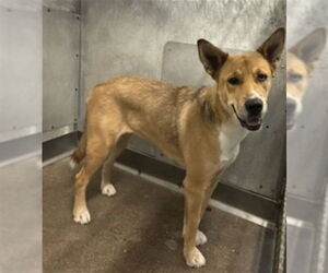 Siberian Husky-Unknown Mix Dogs for adoption in San Bernardino, CA, USA