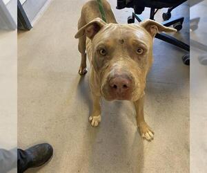 Doberman Pinscher-Unknown Mix Dogs for adoption in Modesto, CA, USA