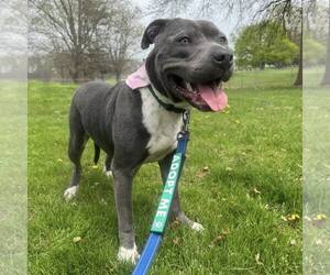 American Staffordshire Terrier-Unknown Mix Dogs for adoption in New Oxford , PA, USA