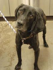 Labrador Retriever-Unknown Mix Dogs for adoption in Colfax, IL, USA